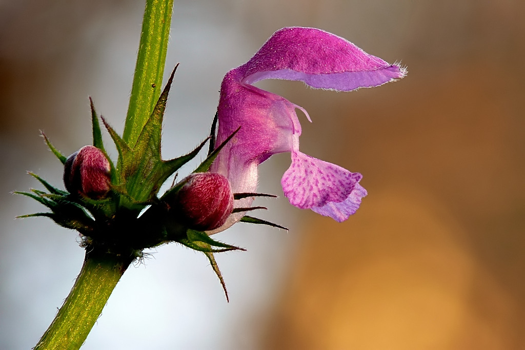 *** Cappuccino questuante ***