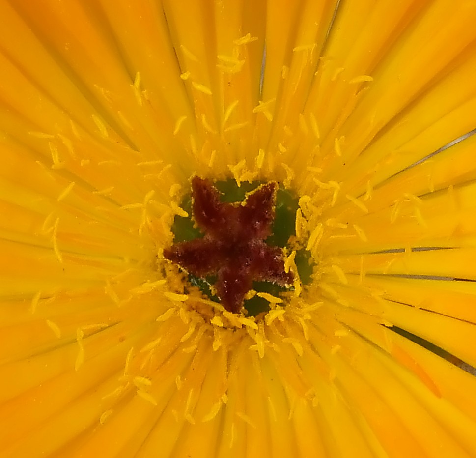 Il centro della vita