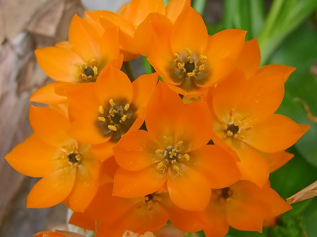 fiori arancio