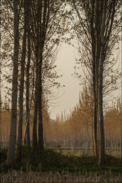 ..i miei passi e le voci tra i rami...