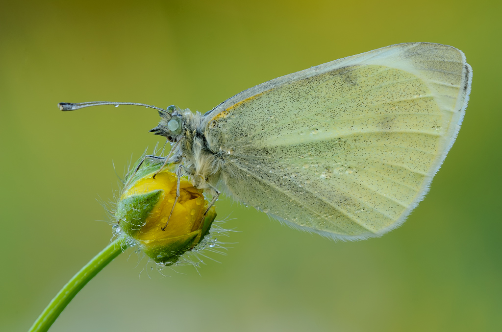 Pieris d'Aprile