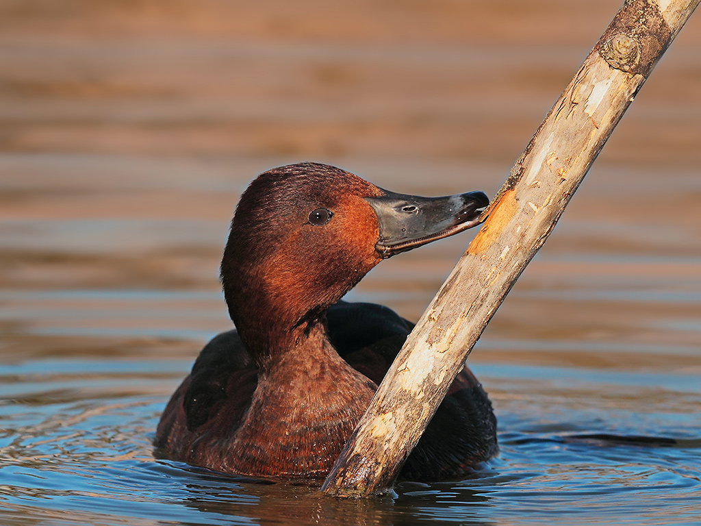 Moretta Tabaccata # 2