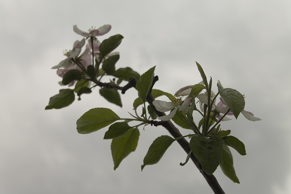 Fiori rosa, fiori...