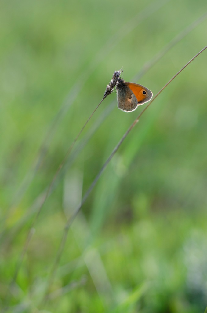 Coenonympha pamphilus