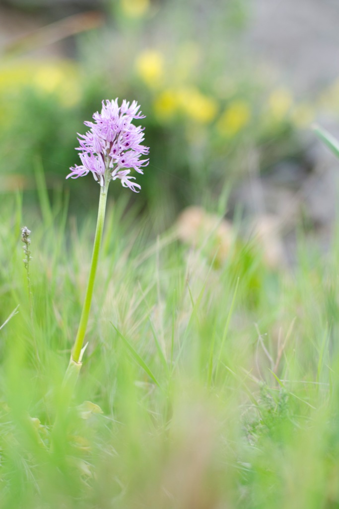 Orchis Italica