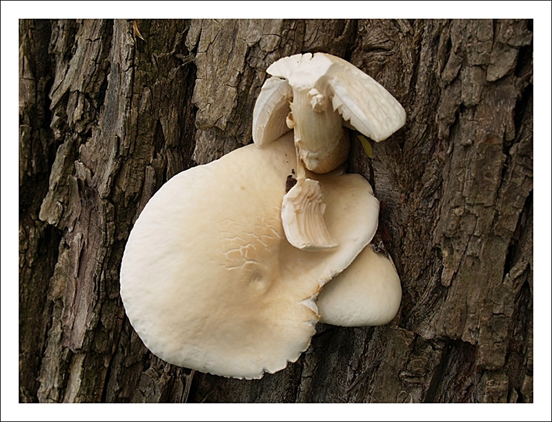 Curiosit� della natura...fungo pecora?