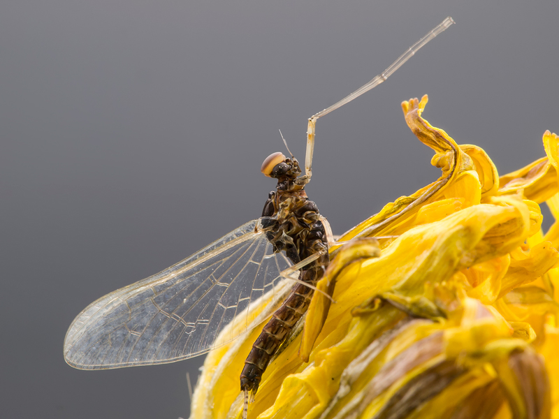 effimera(Baetis rhodani della famiglia Baetidae)#2