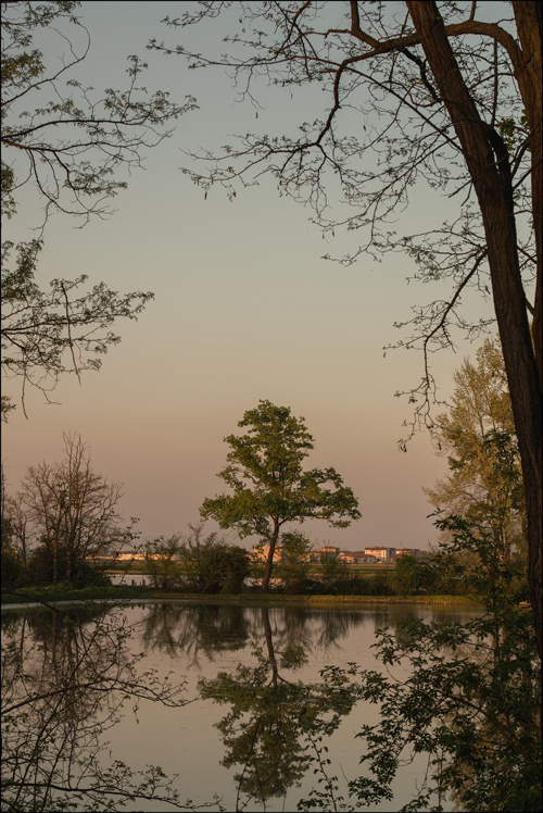 Tra i rami apparve gentil...