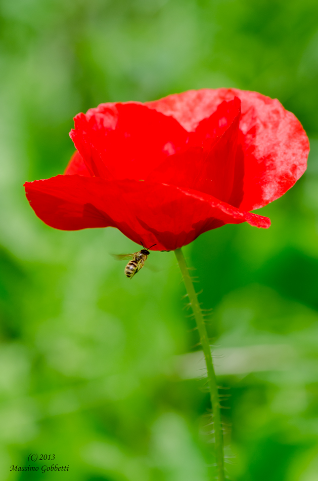 attenzione...semaforo rosso!!!