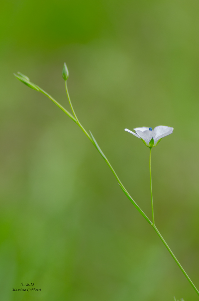 la delicatezza in un fiore