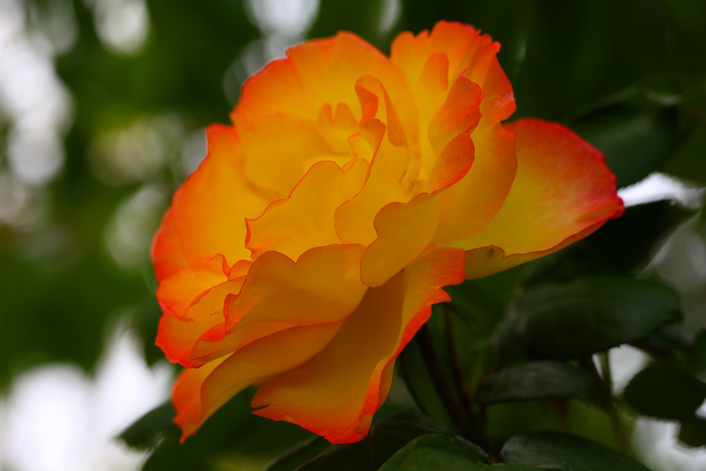 Un'altra Primavera con i suoi colori