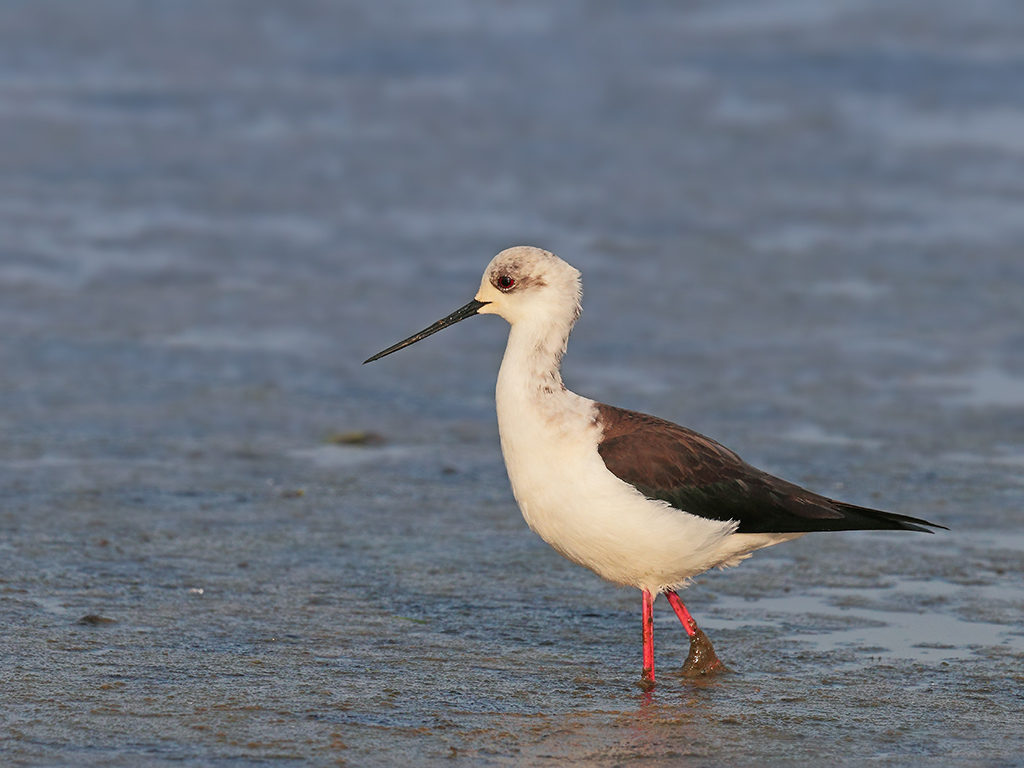 Cavalieri d'Italia # 4