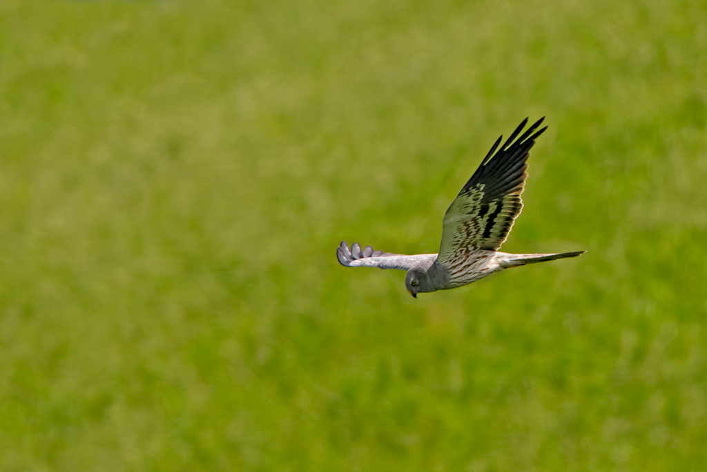 Albanella minore maschio (circus pygargus)