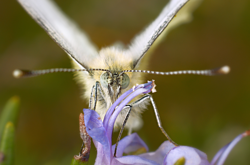 Cavolaia minore (Pieris rapae)