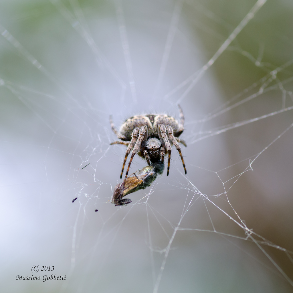 Il predatore e la sua preda