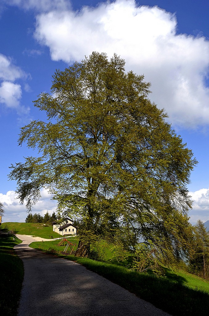 Il risveglio del grande vecchio