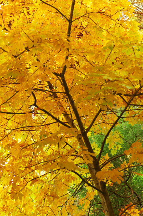 Albero giallo Dicembre 2005