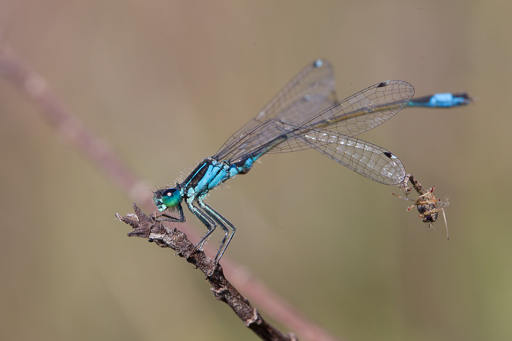 Damigella prigioniera