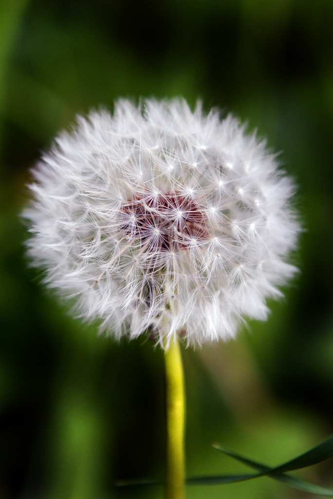 Un classico, delicato e fragile soffione