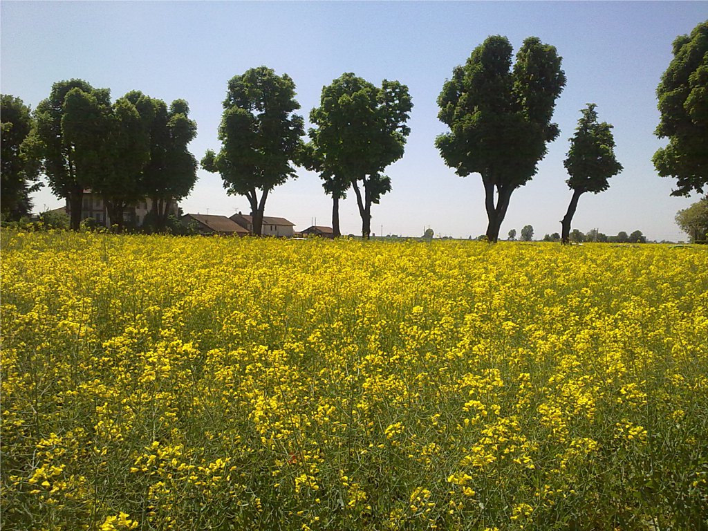 Campi di colza - 3