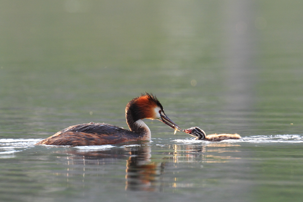 Chi vuole un pesciolino?!