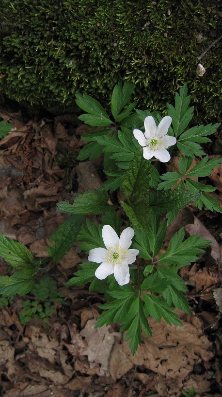 Primavera sul Monte Tomba2