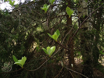 Primavera sul Monte Tomba 3