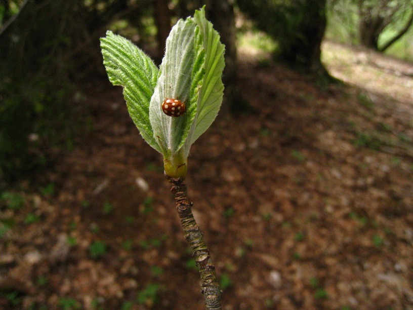 Primavera sul Monte Tomba 4