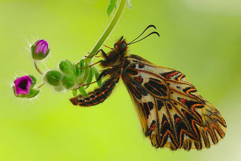 zerinthia cassandra (Geyer, [1828])