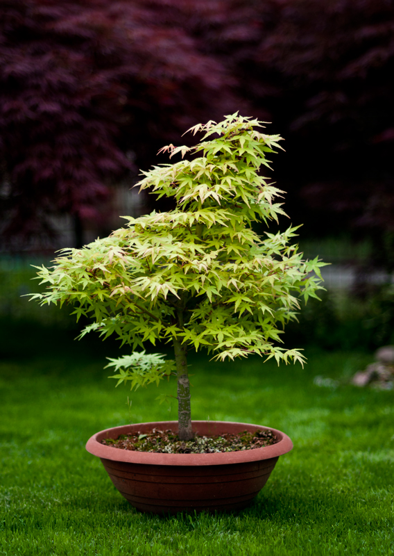 Generoso ed Elegante