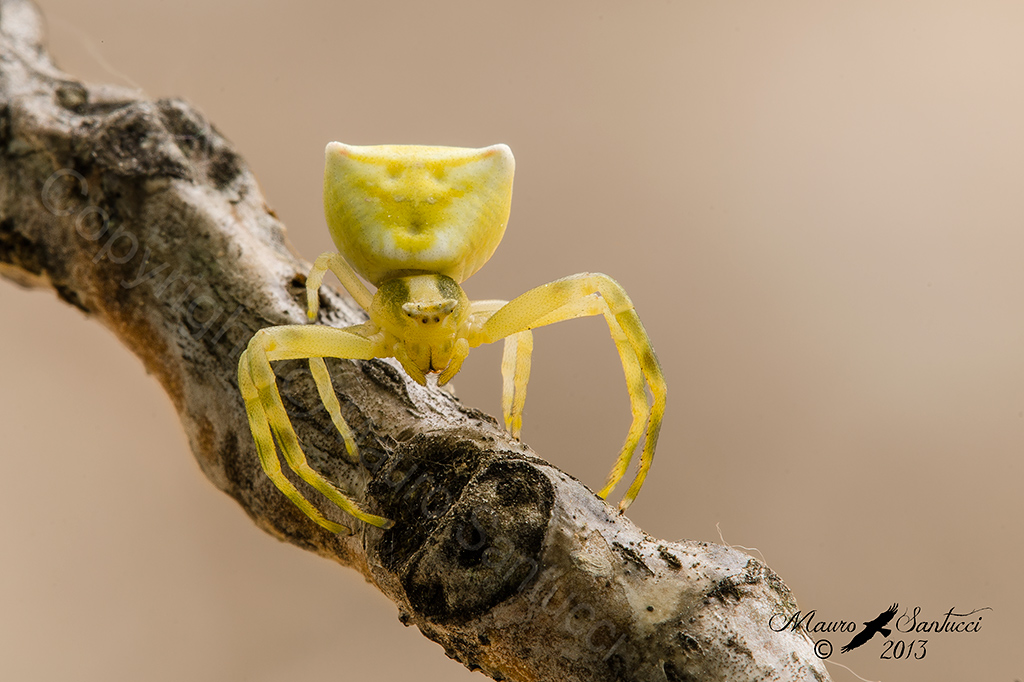 Thomisidae_Thomisus onustus