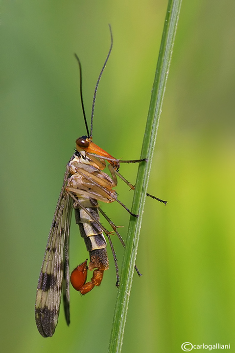 Mosca scorpione