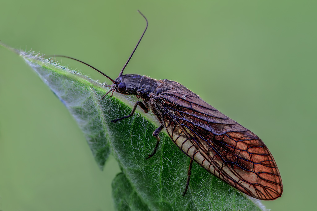 che bestiaccia �? assomiglia a un tricottero