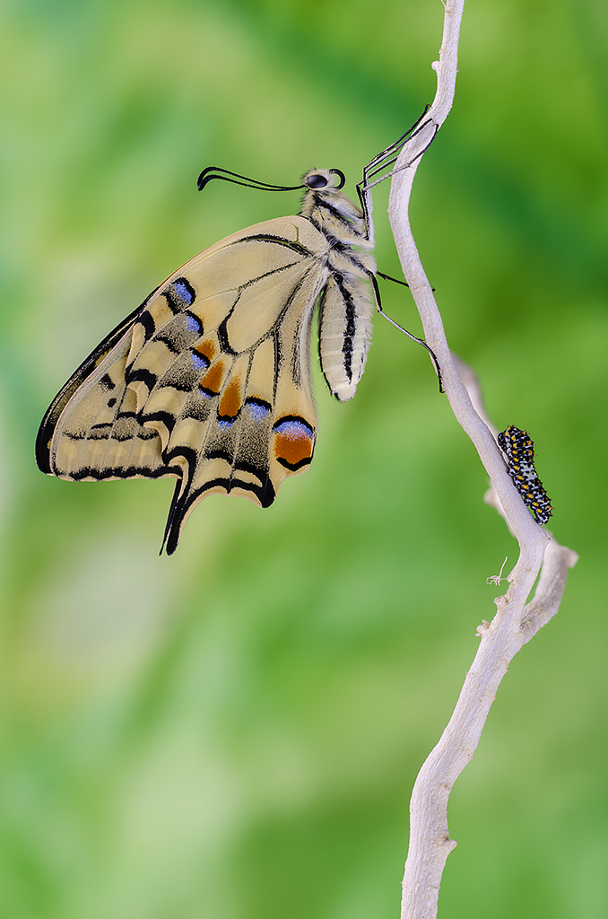 La regina e il principino