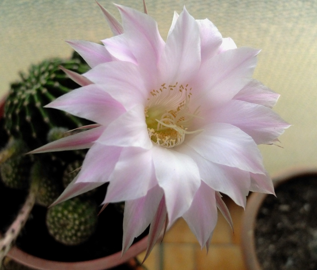 Fiore di Cactus