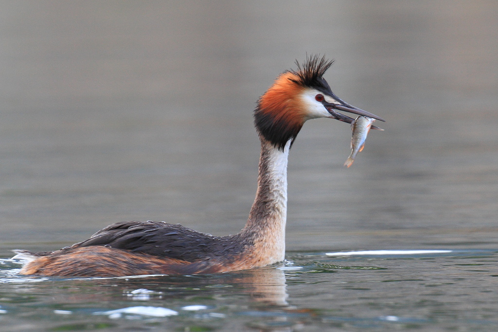 Lo svasso e il persico