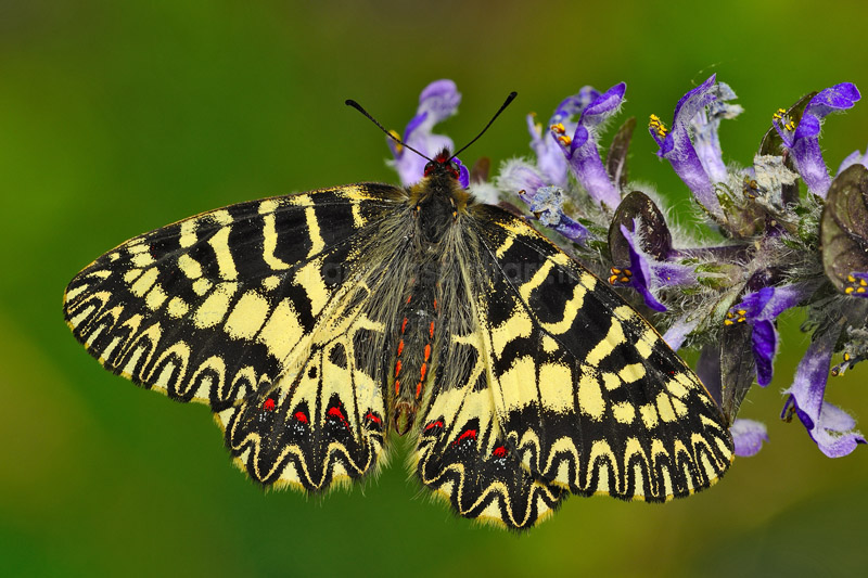 zerinthia cassandra (Geyer, [1828])