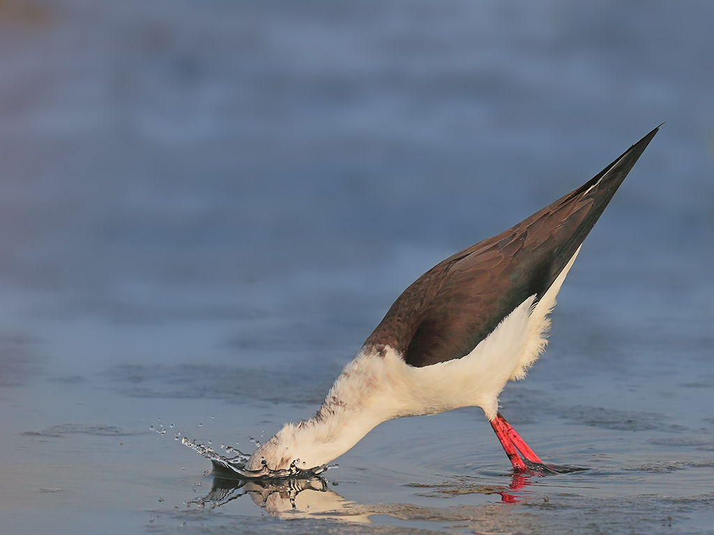 Cavalieri d'Italia # 6