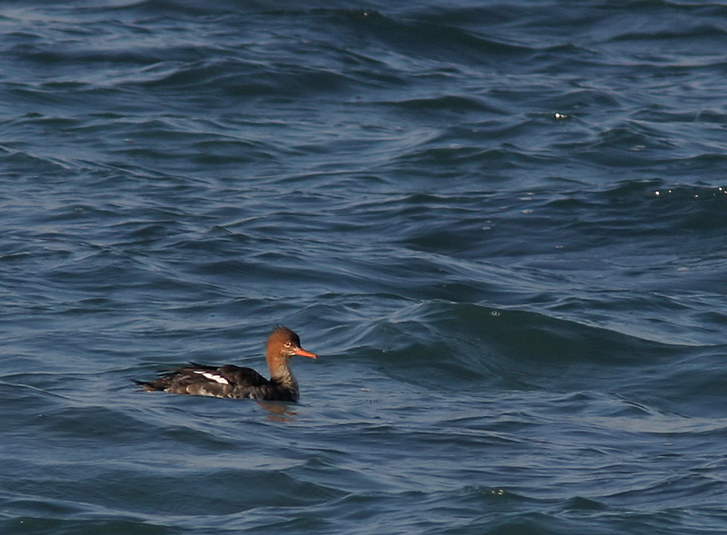 smergo  minore (femmina)