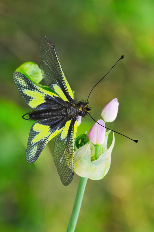 Libelloides coccajus ([Denis & Schifferm�ller], 1775)