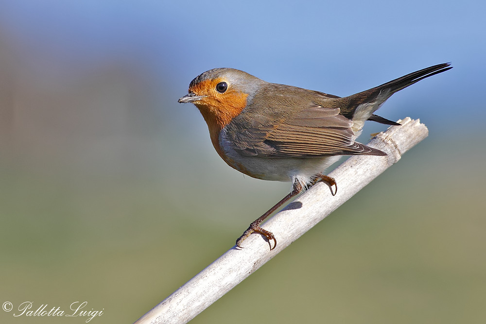Pettirosso(Erithacus rubecula)