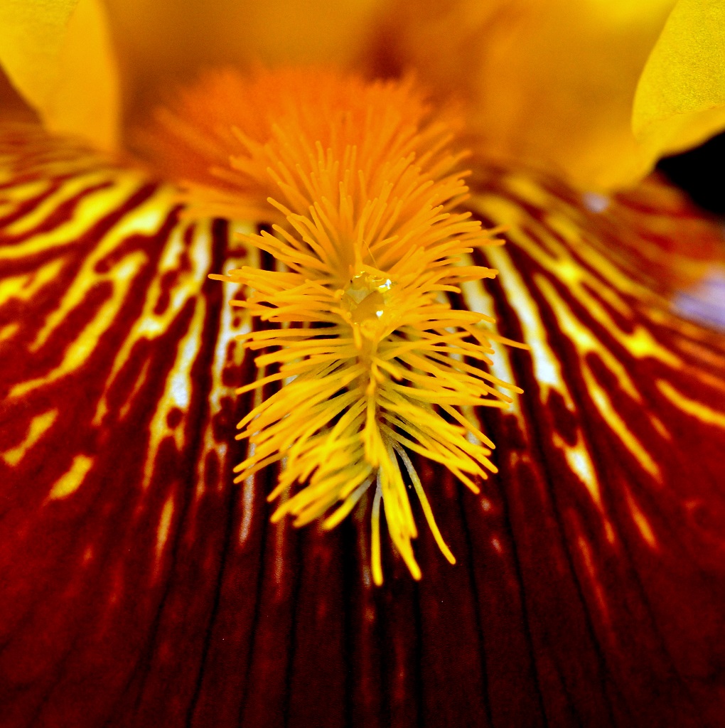 Cristallo nello scrigno