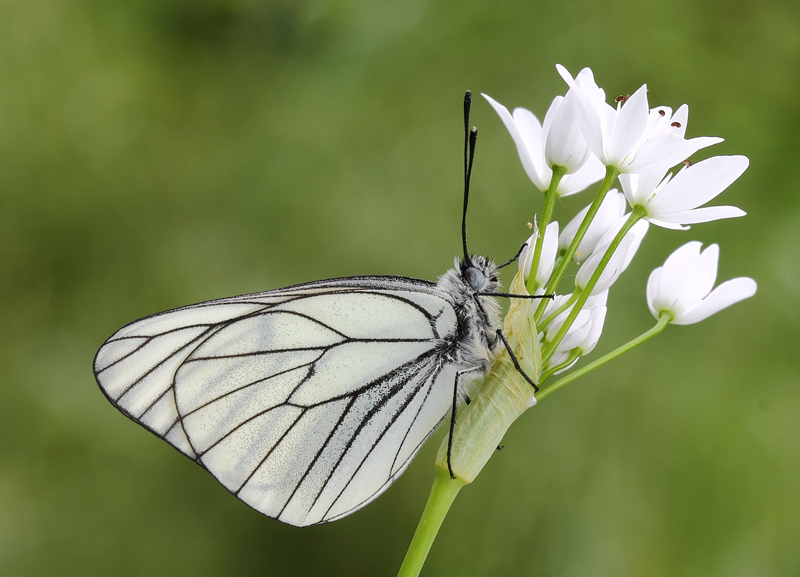 bianco su bianco - Aporia
