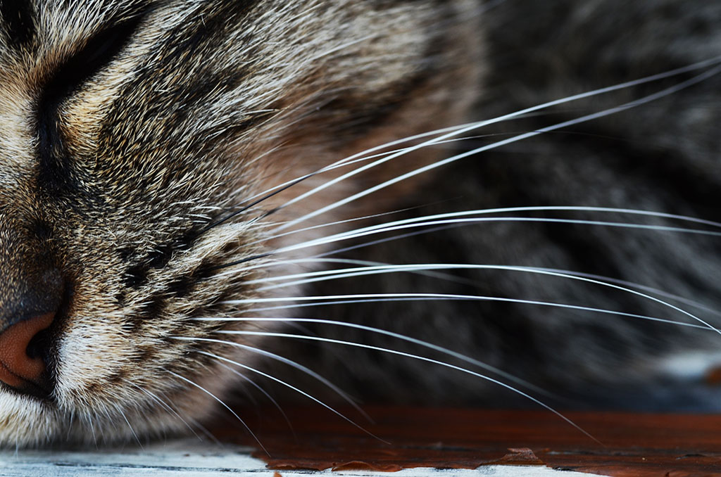 Vibrisse