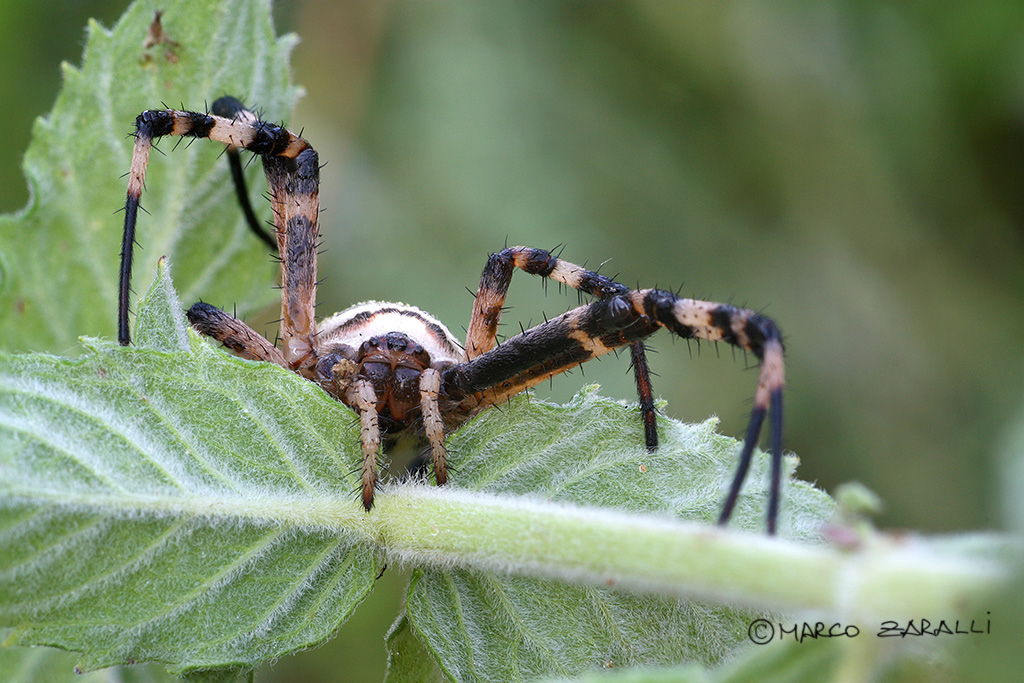 Argiope