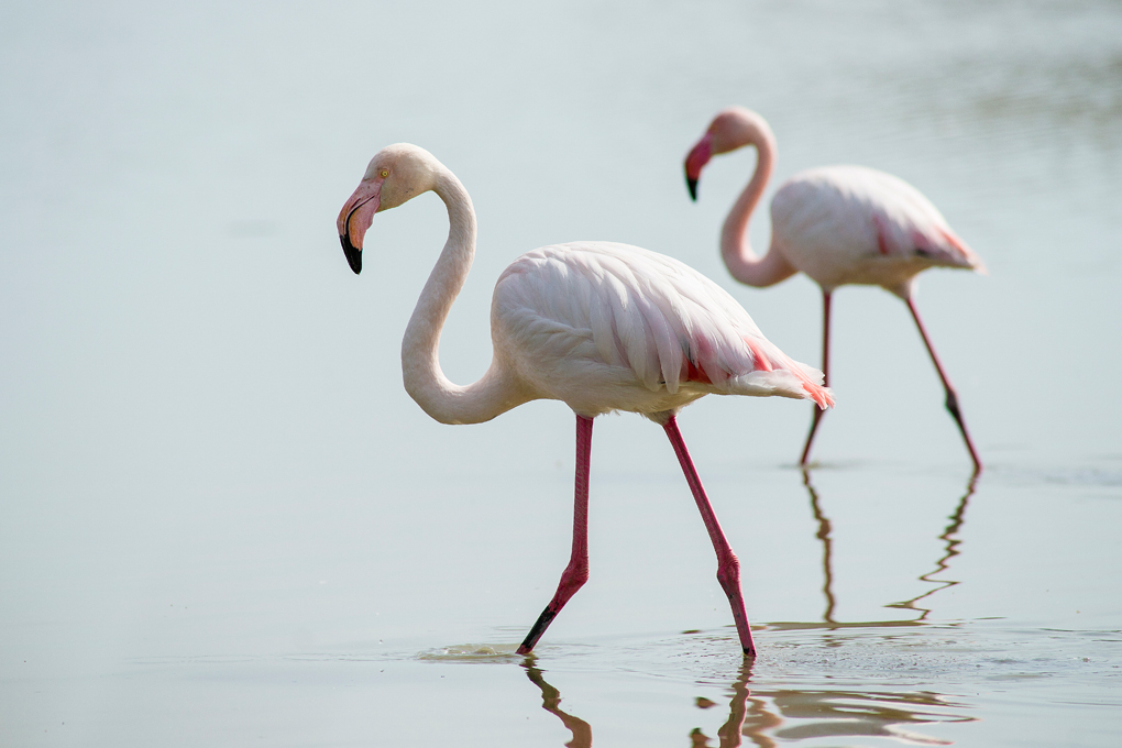 fenicotteri (camargue)