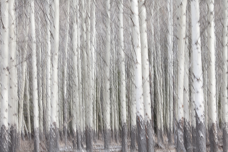 The soul of the birch wood