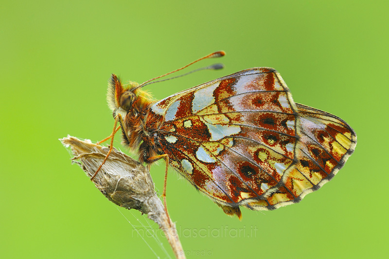 Boloria (Clossiana) dia (Linnaeus, 1767)