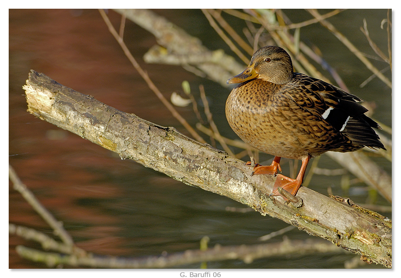 Un semplice germano (femmina)