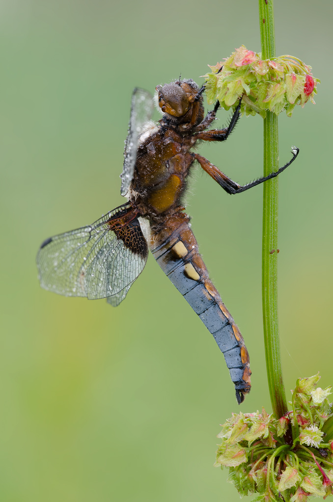 Libellula depressa- maschio
